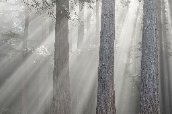 Washington State-Seabeck God rays and fog in forest
